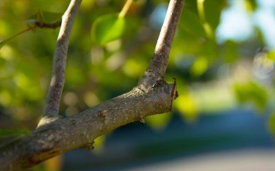 Quand élaguer un arbre ?