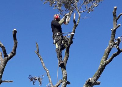 Abattage des arbres avec cordes - Elagueur du sud - entreprise spécialisée en élagage à Montpellier