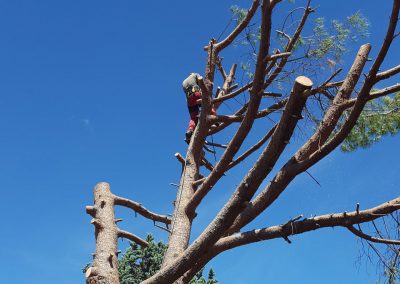 Abattage d'un arbre de grande taille - Elagueur du sud - entreprise spécialisée en élagage à Montpellier