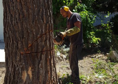 Abattage d'un arbre à partir du sol - Elagueur du sud - entreprise spécialisée en élagage à Montpellier