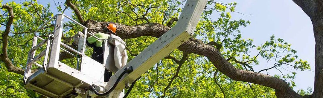 Travaux d’élagage d’un platane pour le Pays de l’or