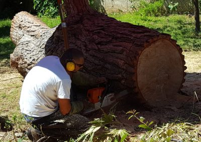 Démontage d'un tronc d'arbre - Elagueur du sud - entreprise spécialisée en élagage à Montpellier