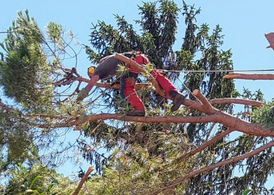 Elagueur qui grimpe un arbre - Elagueur du sud - entreprise spécialisée en élagage à Montpellier