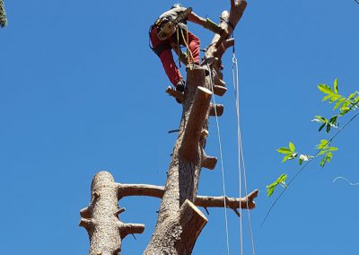 Elagueur qui coupe un arbre avec ciel en fond - Elagueur du sud - entreprise spécialisée en élagage à Montpellier