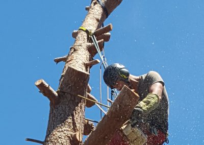 Elagueur qui coupe un arbre - Elagueur du sud - entreprise spécialisée en élagage à Montpellier