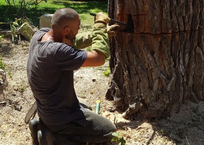 Levier pour abattre un arbre - Elagueur du sud - entreprise spécialisée en élagage à Montpellier