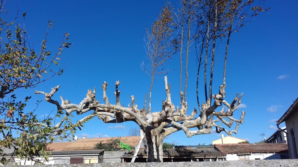 Taille et entretien des arbres - taille de d'adaptation - Elagueur du sud - entreprise spécialisée en élagage à Montpellier