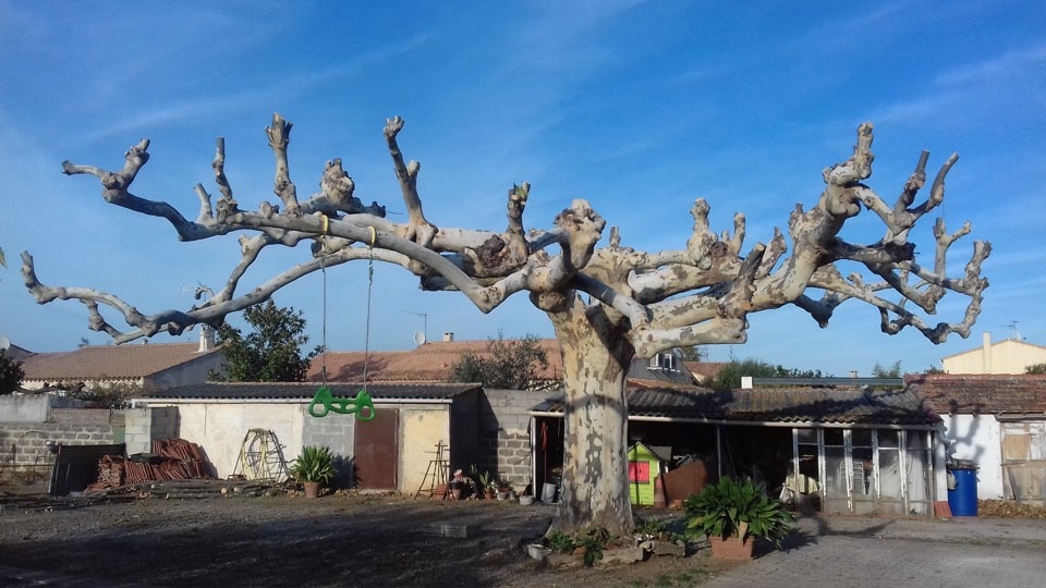 Taille et entretien des arbres - taille de conversion - Elagueur du sud - entreprise spécialisée en élagage à Montpellier