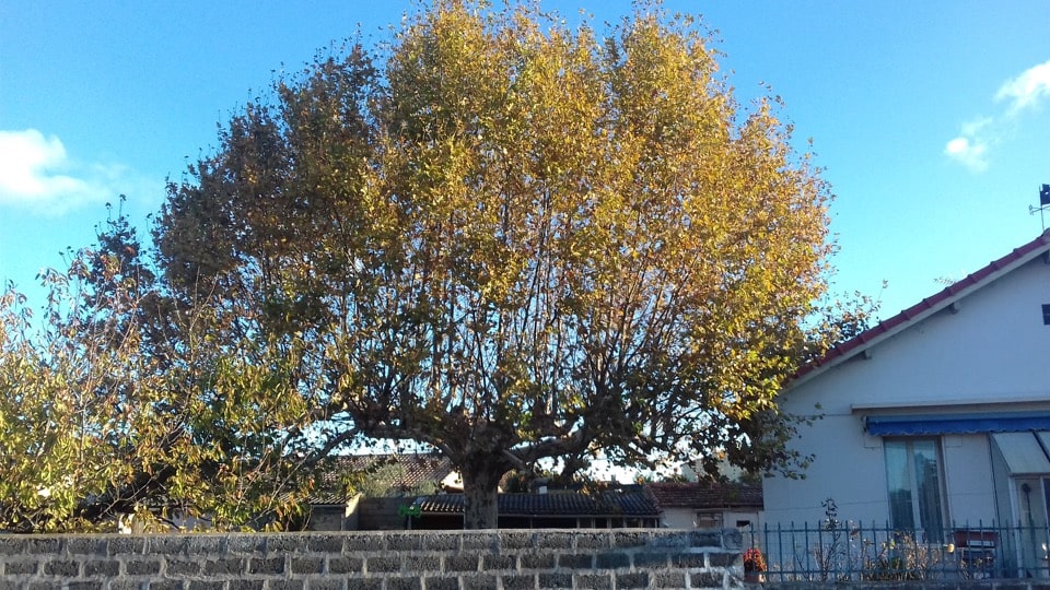 Taille et entretien des arbres - taille de formation - Elagueur du sud - entreprise spécialisée en élagage à Montpellier