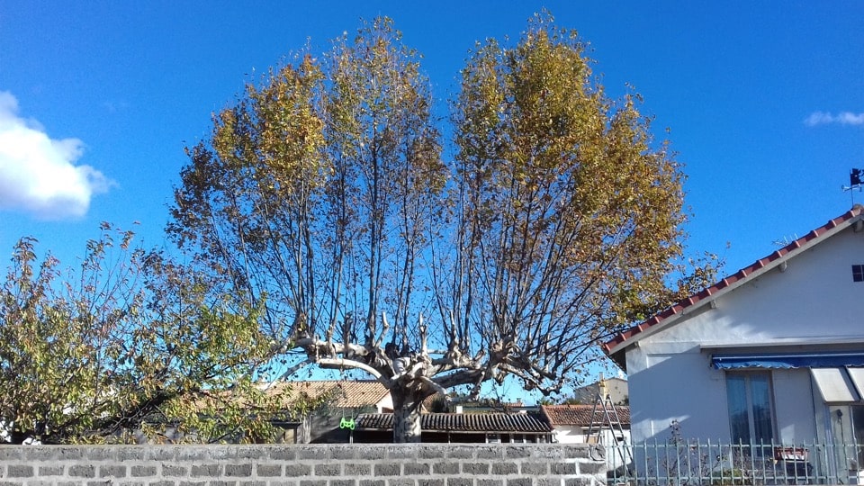 Taille et entretien des arbres - Elagueur du sud - entreprise spécialisée en élagage à Montpellier