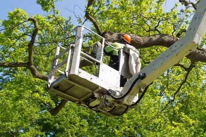 Elagueur du sud - entreprise spécialisée en taille et entretien des arbres à Montpellier