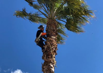 Elagueur grimpeur élague un palmier - Société de taille et entretien des arbres à Montpellier - Elagueur Du Sud