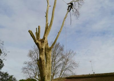 Elagueur grimpeur taille d'un platane - Société de taille et entretien des arbres à Montpellier - Elagueur Du Sud