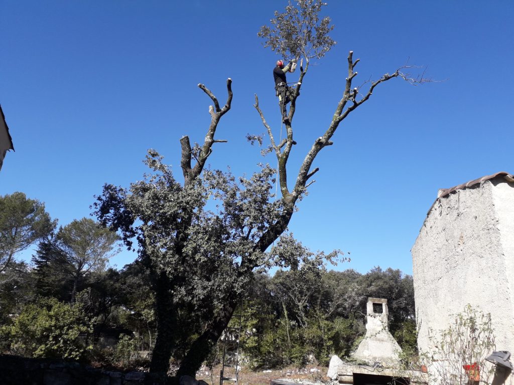 Elagueur grimpeur taille un chêne prés d'une bâtisse - Société de taille et entretien des arbres à Montpellier - Elagueur Du Sud