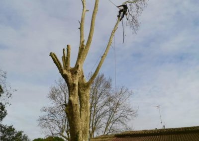 Elagueur grimpeur élague un platane de 25 mètres - Société de taille et entretien des arbres à Montpellier - Elagueur Du Sud