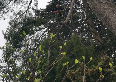 Elagueur grimpeur élague un pin - Société de taille et entretien des arbres à Montpellier - Elagueur Du Sud