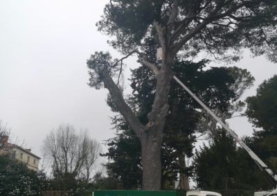 Elagueur grimpeur élague un pin à l'aide d'une nacelle - Société de taille et entretien des arbres à Montpellier - Elagueur Du Sud