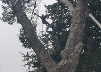 Elagueur grimpeur élague une branche de pin - Société de taille et entretien des arbres à Montpellier - Elagueur Du Sud