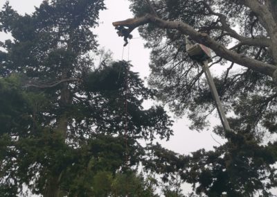 Elagueur grimpeur suspendu à la corde sur une branche de pin - Société de taille et entretien des arbres à Montpellier - Elagueur Du Sud