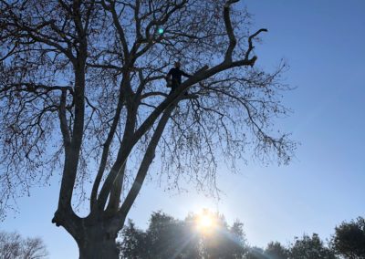 Elagueur grimpeur élague un platane - Société de taille et entretien des arbres à Montpellier - Elagueur Du Sud