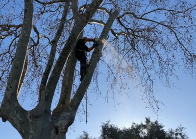 Elagueur grimpeur élague un platane - Société de taille et entretien des arbres à Montpellier - Elagueur Du Sud