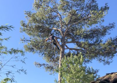 Elagueur grimpeur abat un pin - Société de taille et entretien des arbres à Montpellier - Elagueur Du Sud